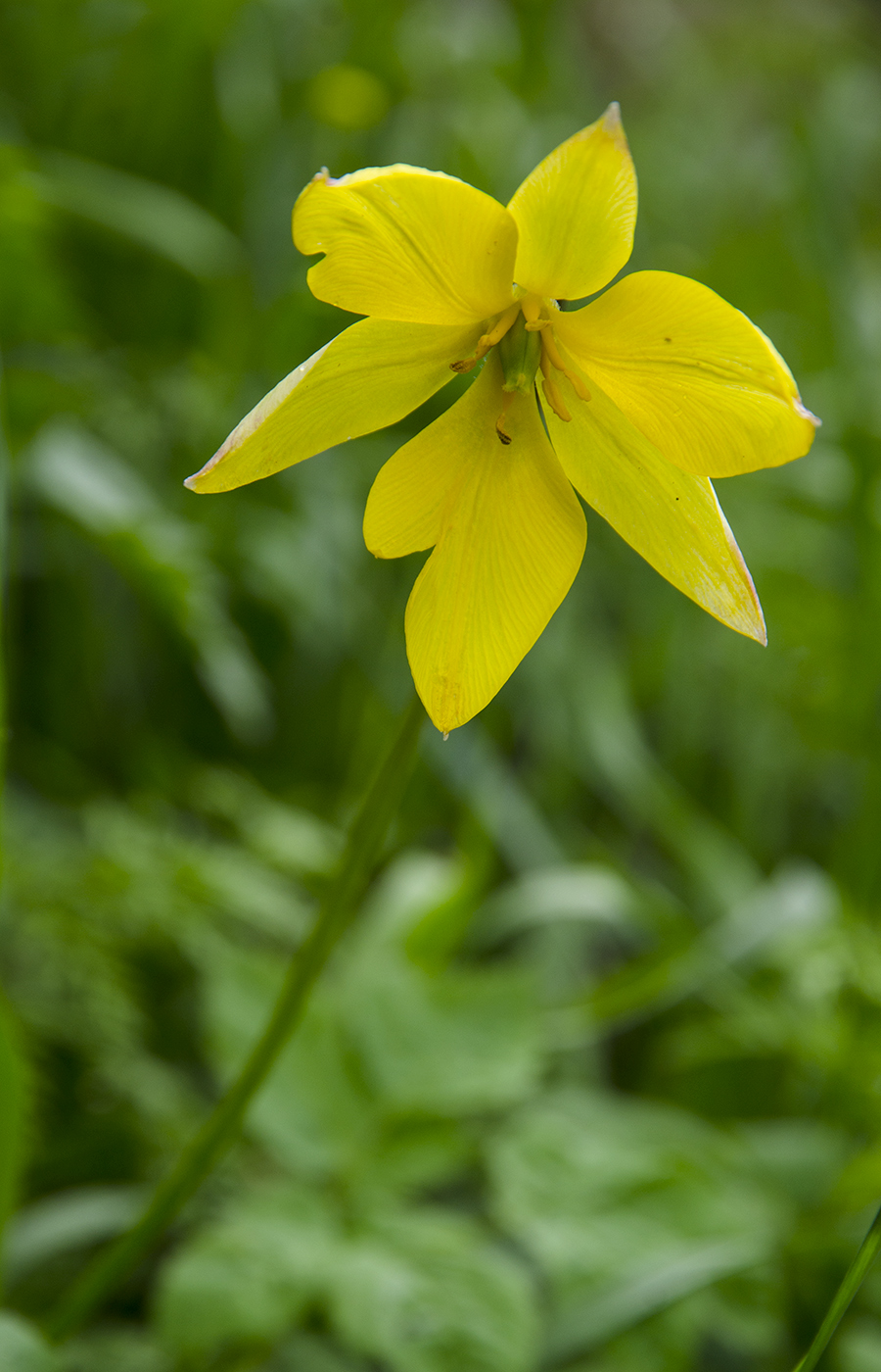 Image of Tulipa biebersteiniana specimen.