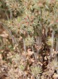 Trifolium stellatum. Отцветшие растения. Италия, Тоскана, Монте-Аржентарио. 12.04.2011.