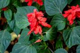 Salvia splendens