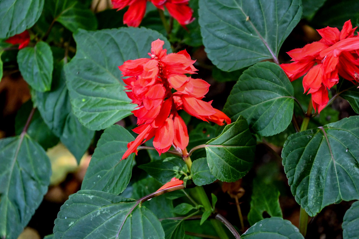 Изображение особи Salvia splendens.