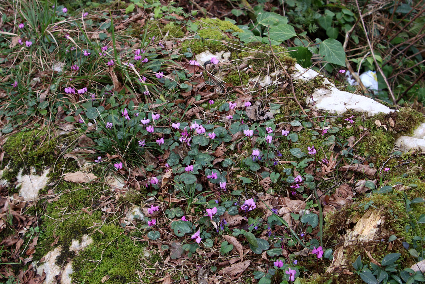 Image of Cyclamen coum specimen.