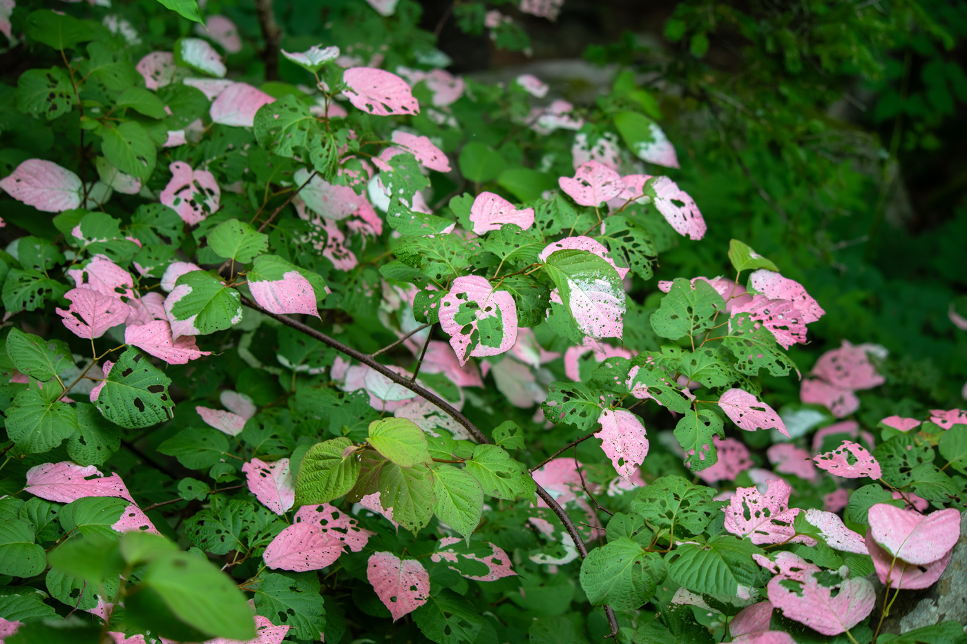 Изображение особи Actinidia kolomikta.