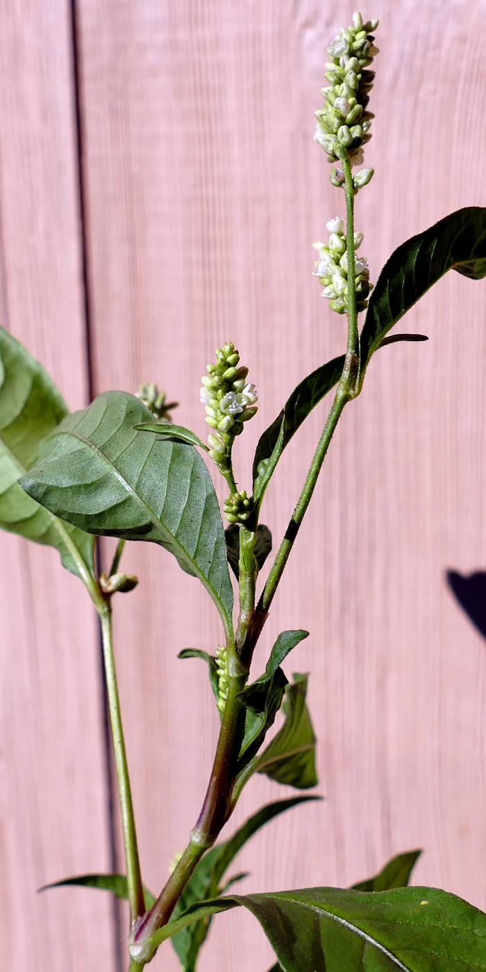Image of Persicaria lapathifolia specimen.