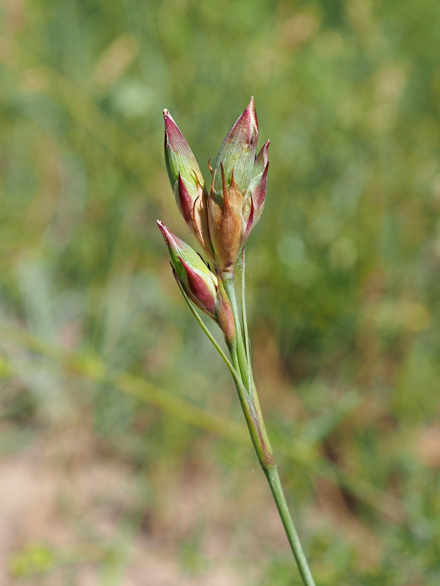 Изображение особи Dianthus borbasii.