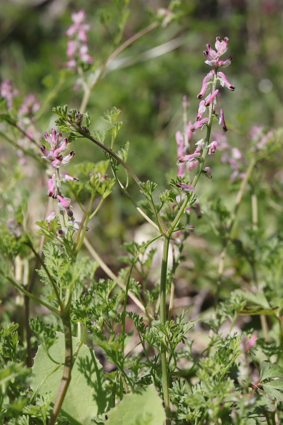 Изображение особи Fumaria kralikii.