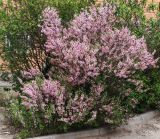 Amygdalus nana. Цветущие растения и самосев. Волгоград, проспект Героев Сталинграда 38. 20.04.2026.