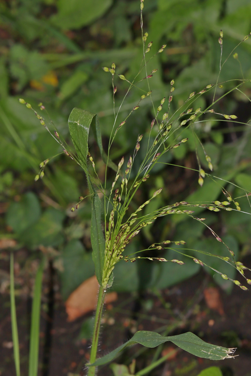 Image of Panicum miliaceum specimen.