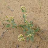 Heliotropium arguzioides. Цветущее растение. Узбекистан, Каракалпакстан, Кйзкеткен, равнина. 30 апреля 2026 г.