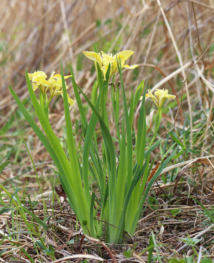 Image of Iris vorobievii specimen.