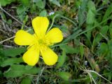 Ranunculus gramineus