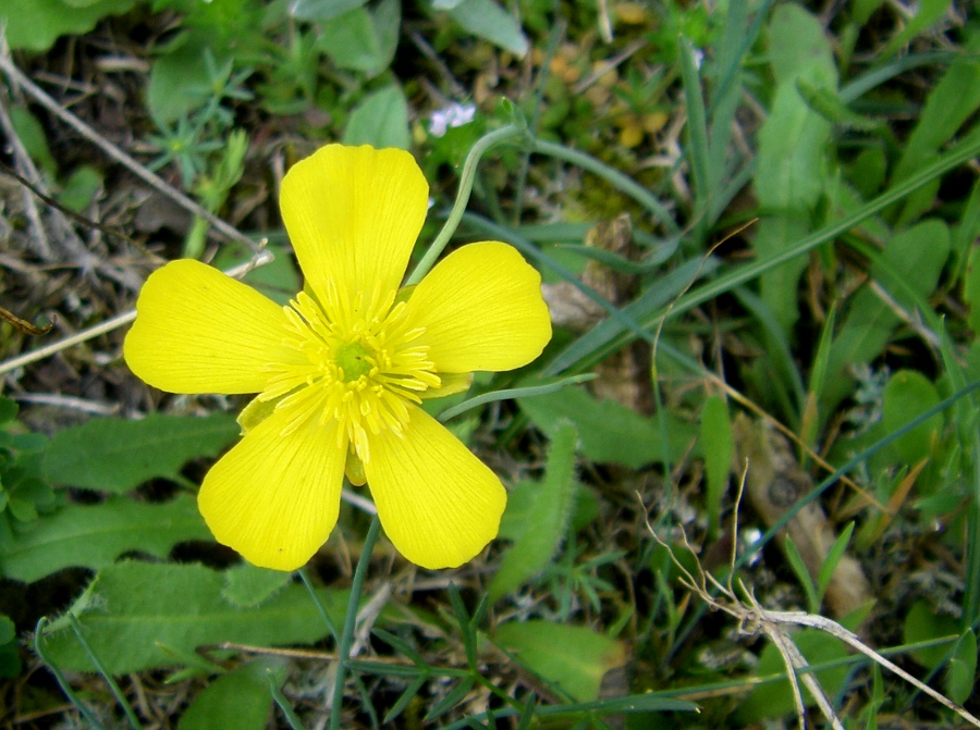 Изображение особи Ranunculus gramineus.