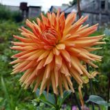 Dahlia × cultorum