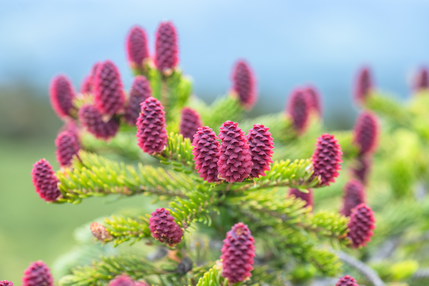 Image of Picea ajanensis specimen.