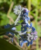 Myosotis sylvatica