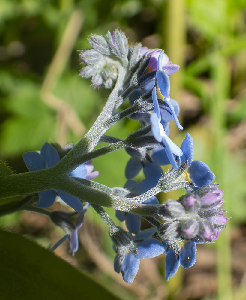 Image of Myosotis sylvatica specimen.