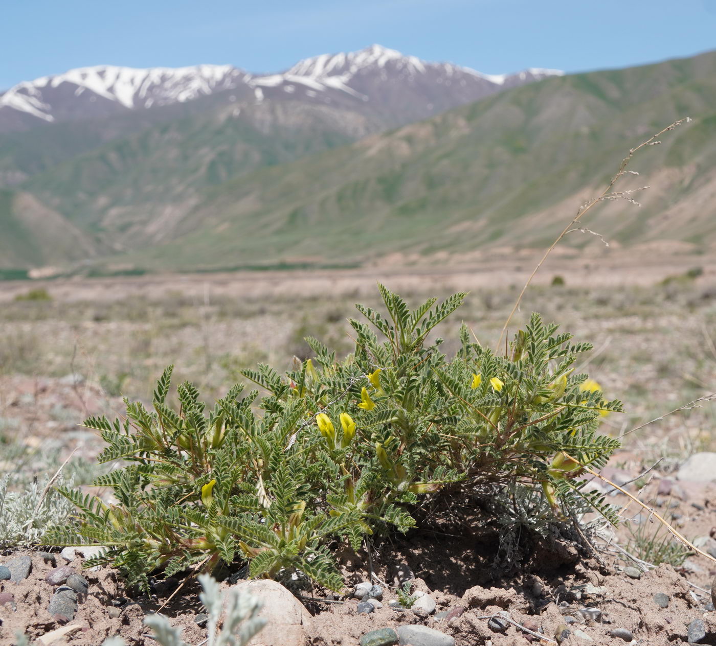 Изображение особи род Astragalus.