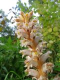 Orobanche krylowii. Верхушка соцветия. Хакасия, Ширинский р-н, окр. с. Ефремкино, массив Тогыз-Аз, лиственнично-берёзовый лес. 11.08.2025.