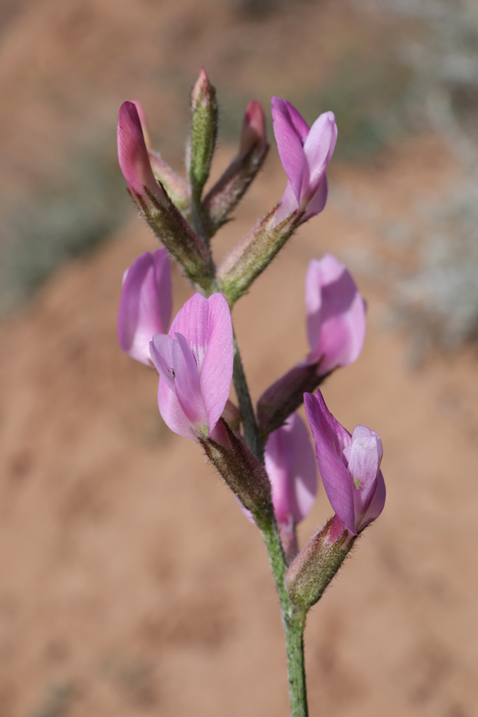 Image of Astragalus astrachanicus specimen.