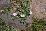 Convolvulus lineatus. Цветущие растения. Грузия, край Самцхе-Джавахети, Аспиндзский муниципалитет, южная окр. с. Тмогви, горная степь, среди камней. 10 июня 2026 г.