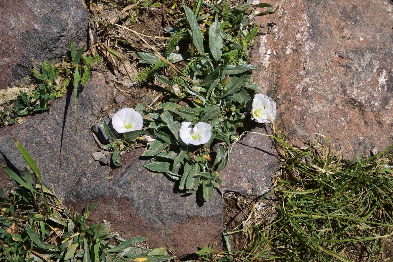 Image of Convolvulus lineatus specimen.