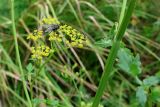 Pastinaca sylvestris. Часть стебля с пазушным соцветием. Калужская обл., г. Таруса, дол. ручья Песчаный, ивняк. 16.08.2026.