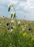 Salvia nutans