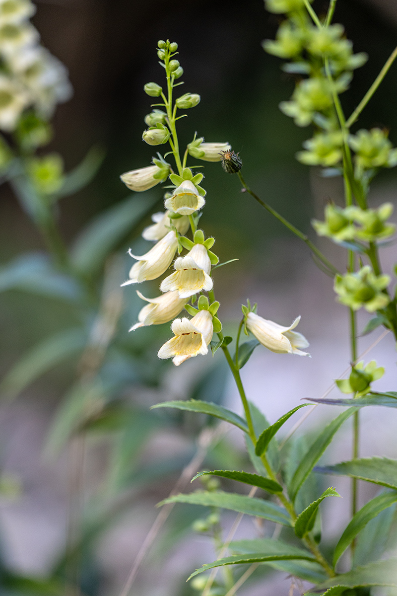 Изображение особи Digitalis ciliata.