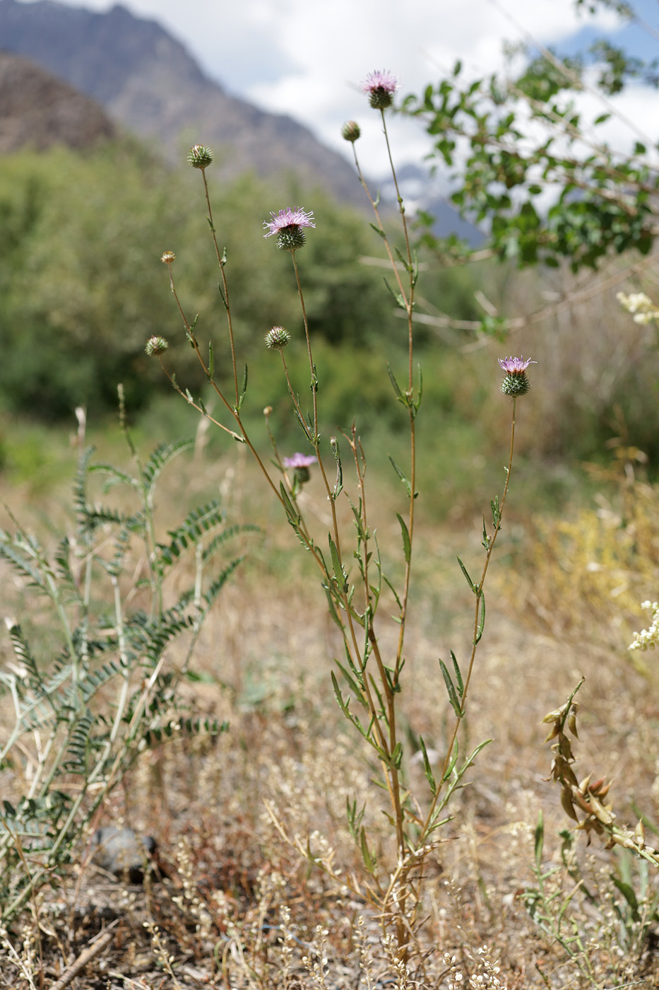 Image of genus Cousinia specimen.