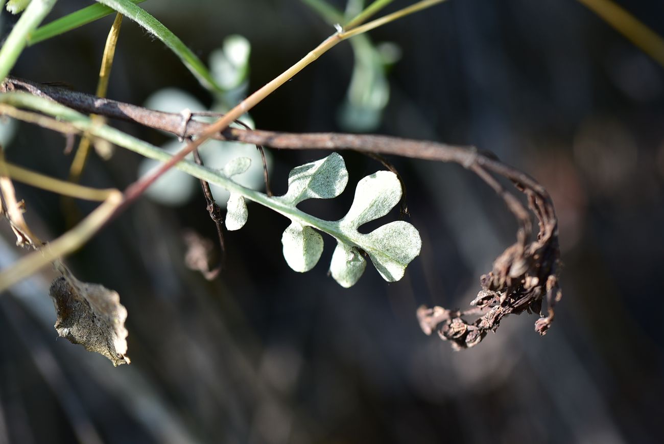 Image of Unknown species specimen.