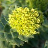 Rhodiola rosea. Верхушка цветущего побега. Окр. Томска, дачный участок. 16 мая 2011 г.