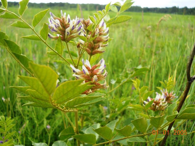 Image of Glycyrrhiza viscida specimen.