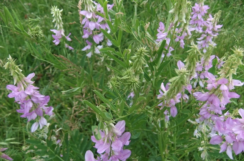 Изображение особи Galega officinalis.