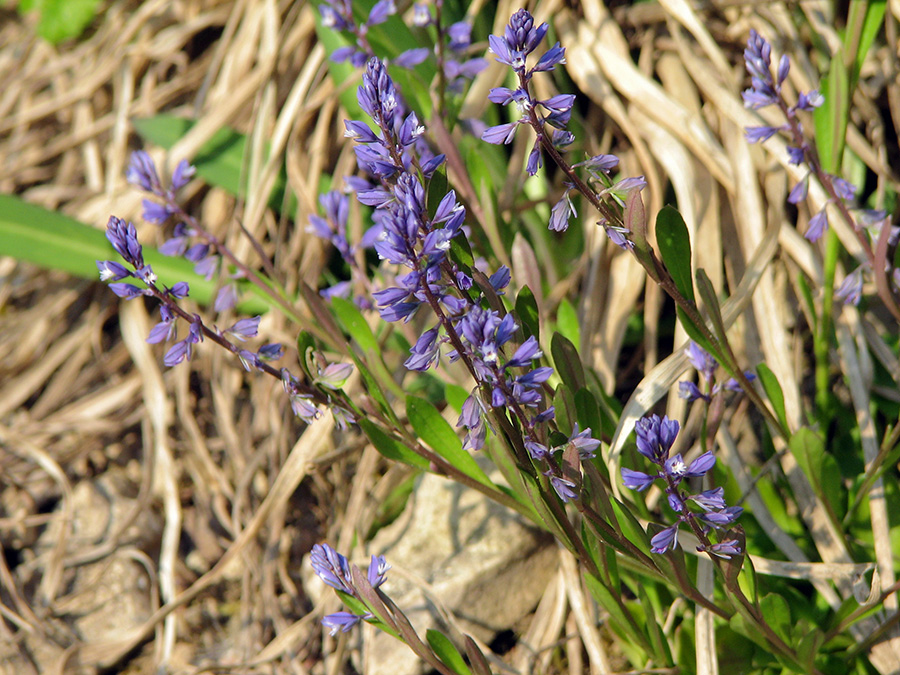 Image of Polygala amarella specimen.