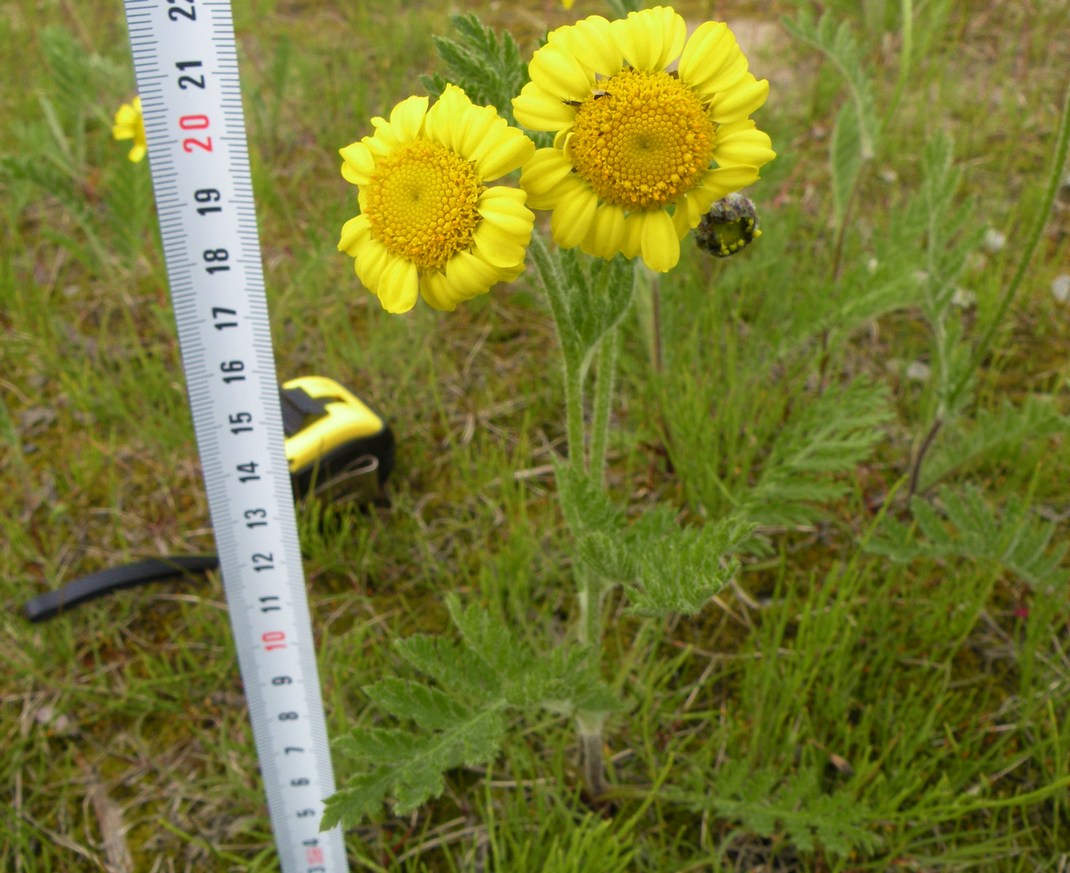 Image of Tanacetum bipinnatum specimen.