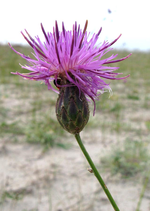 Изображение особи Centaurea adpressa.