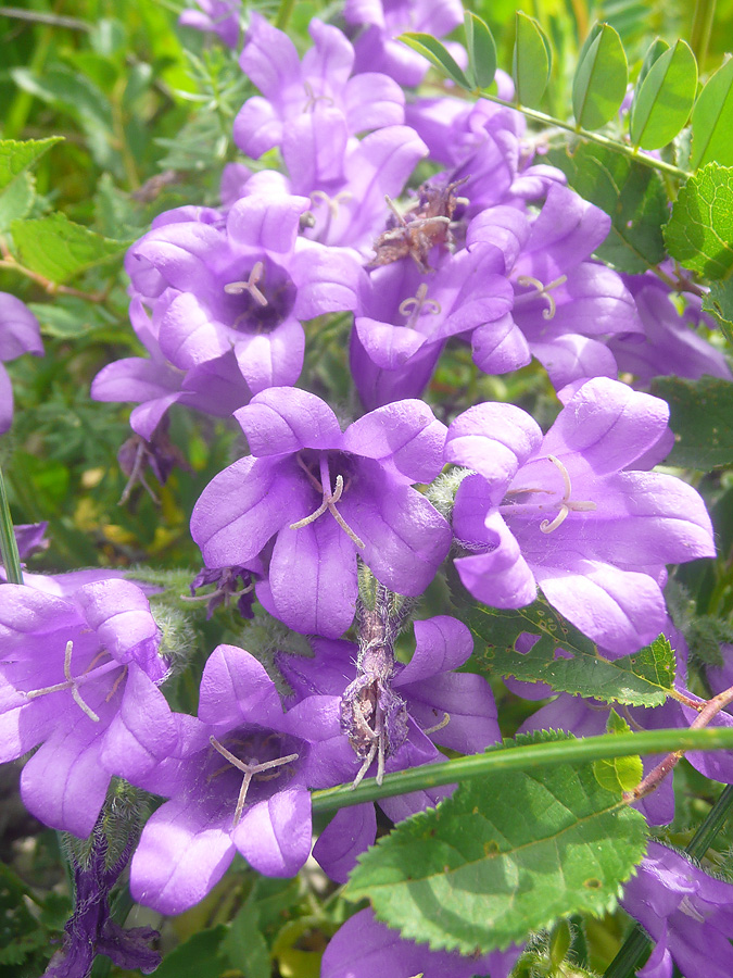 Изображение особи Campanula komarovii.