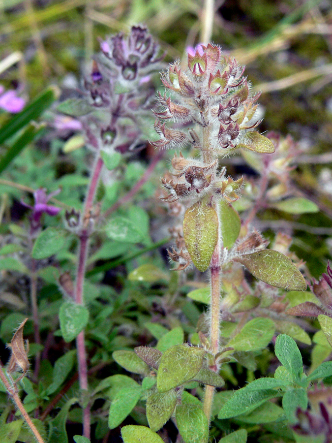 Image of Thymus hirticaulis specimen.