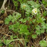 Anemonastrum protractum. Цветущее растение в кустарнике на дне ущелья. Казахстан, Южно-Казахстанская обл., Угамский хр., ущ. р. Сазаната. 06.05.2011.