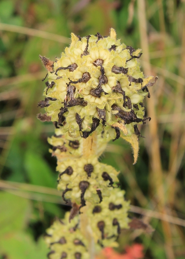 Image of Campanula cervicaria specimen.