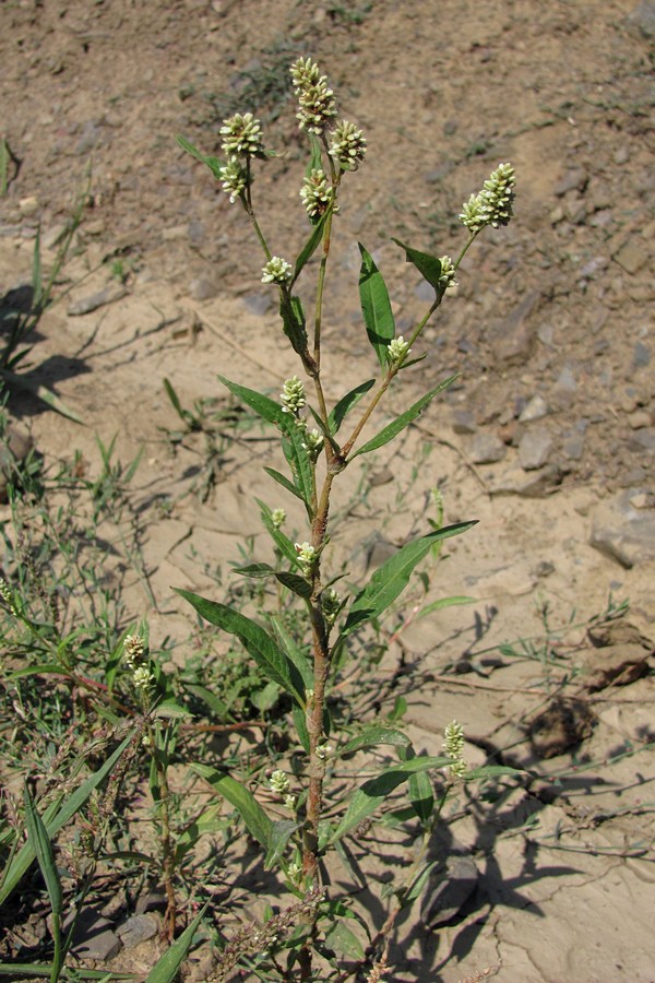 Image of Persicaria &times; hervieri specimen.