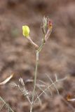 Astragalus lancifolius. Верхушка побега с соцветием. Таджикистан, заповедник \"Тигровая балка\", кордон \"Дарё-Куль\". 16.04.2011.