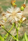 Senecio grandidentatus. Соплодие. Крым, окр. Бахчисарая, яблоневый сад. 14 сентября 2011 г.