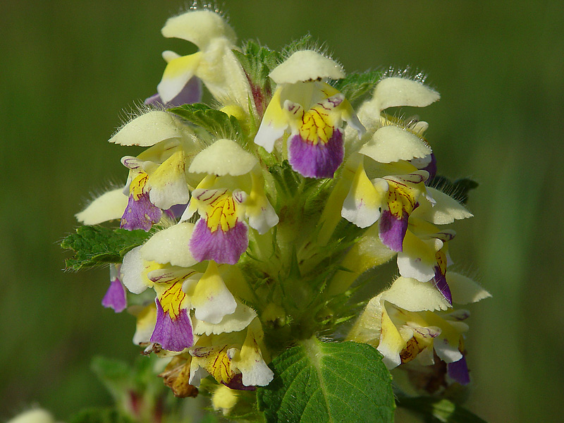 Image of Galeopsis speciosa specimen.