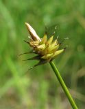 Carex capitata