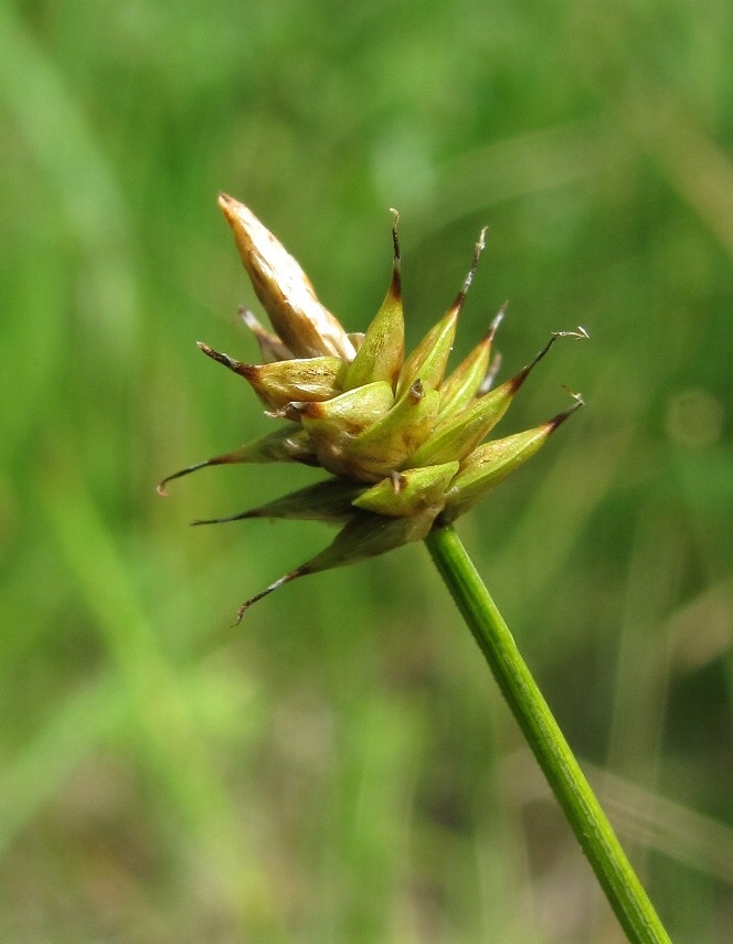 Изображение особи Carex capitata.