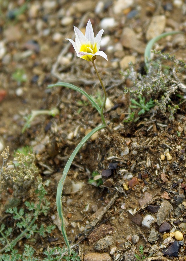 Image of Tulipa patens specimen.