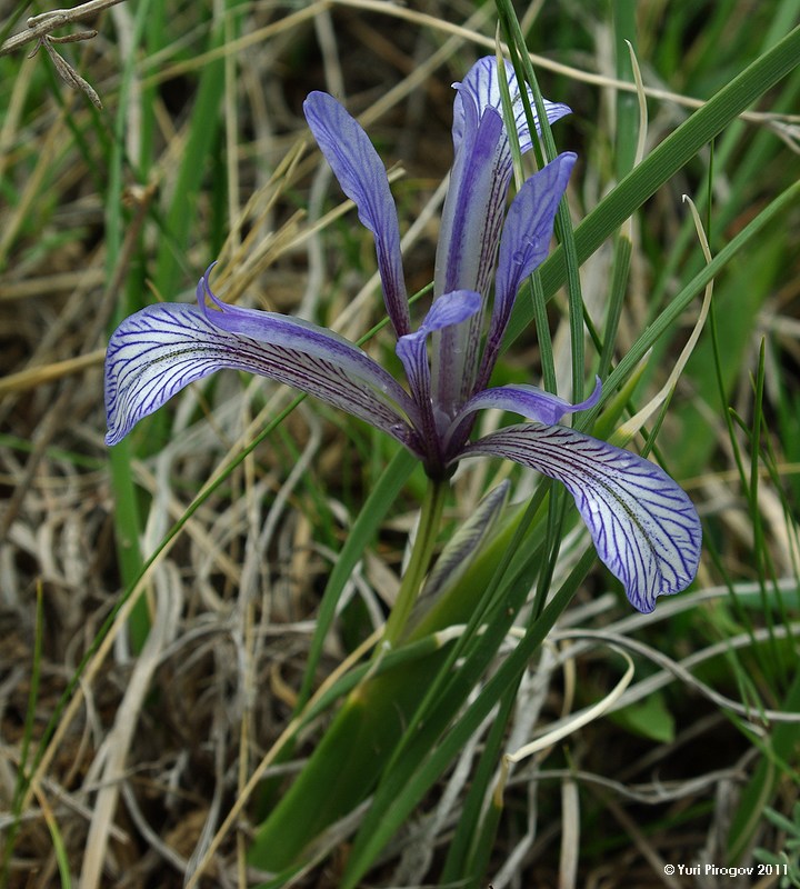 Image of Iris loczyi specimen.