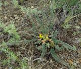 Astragalus schanginianus. Цветущее растение. Казахстан, Карагандинская обл., мелкосопочник. 14.05.2011.