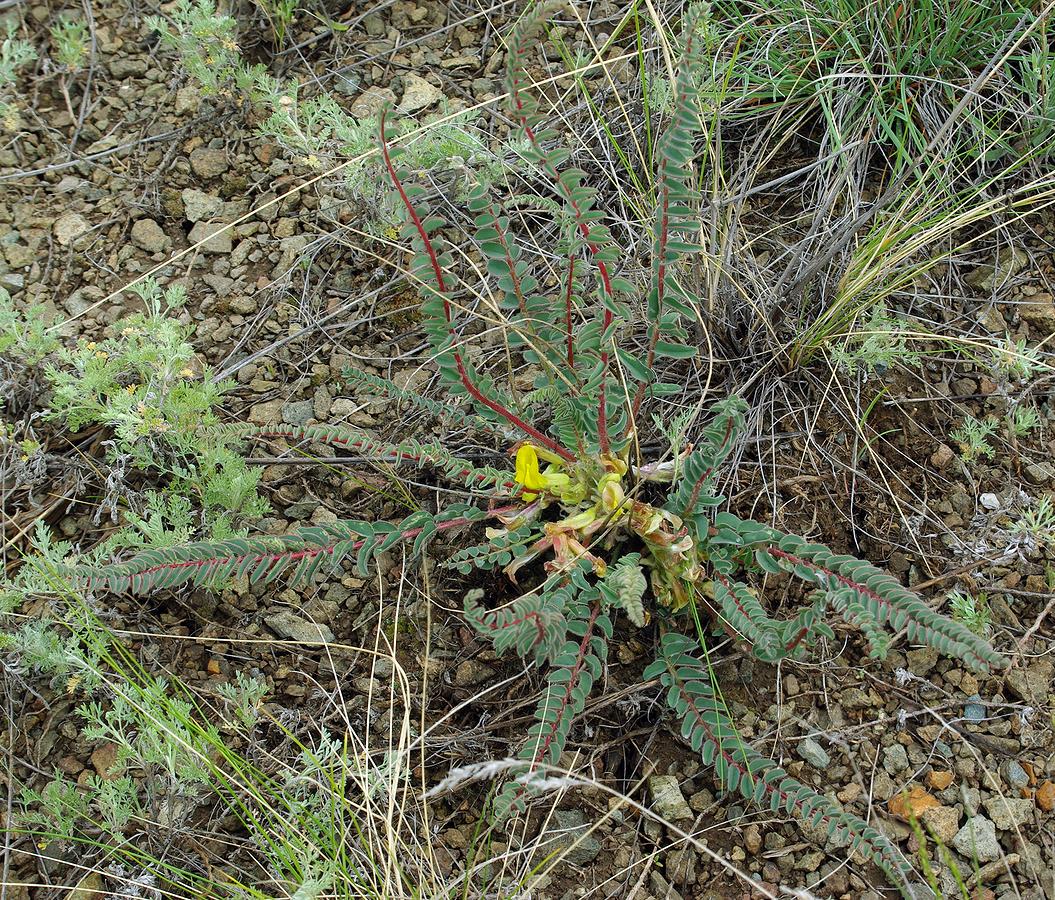 Изображение особи Astragalus schanginianus.