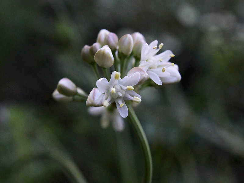 Изображение особи Allium denudatum.